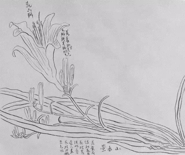 齐白石的素描速写手稿，一代大师背后的功夫